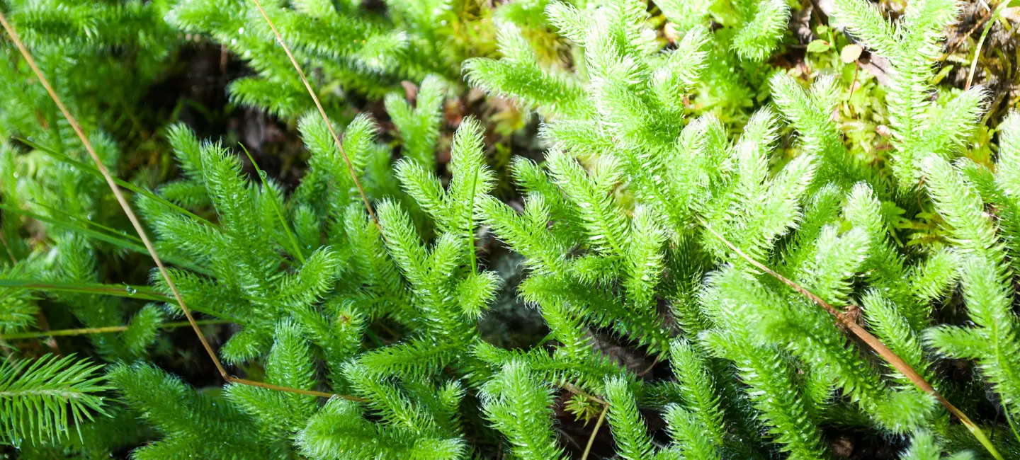 Chinese Club Moss plant