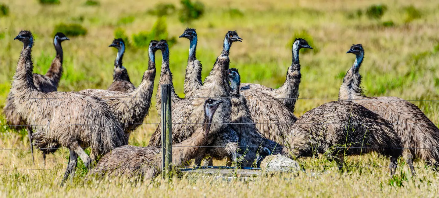 several emus in the grass