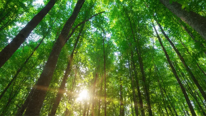 Looking up at trees in forest