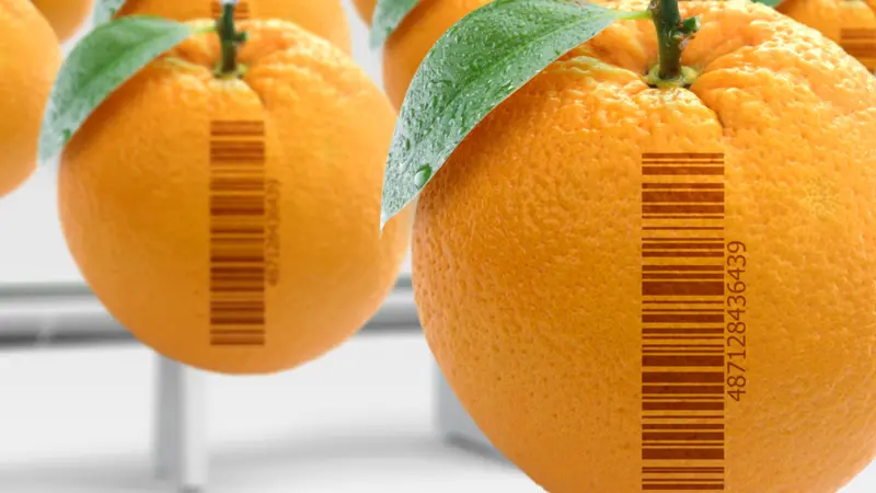 Genetically modified food concept (GMO). Oranges artificially produced in laboratory