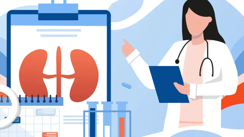 Kidney healthcare, doctor doing medical research