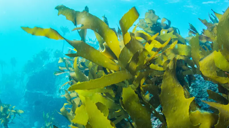 Green Seaweed