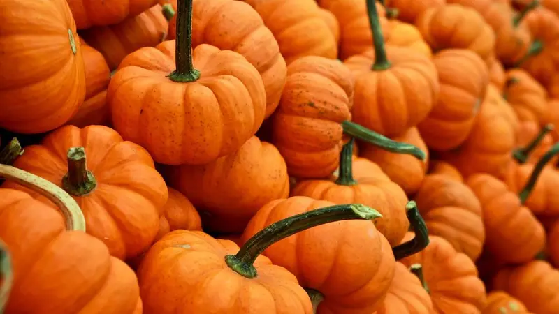 Monthly Gathering Harvest Party pile of small orange pumpkins