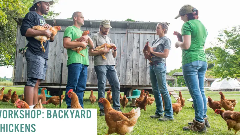 Backyard Chickens Workshop