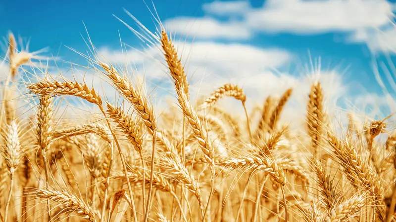 Gold wheat field and blue sky