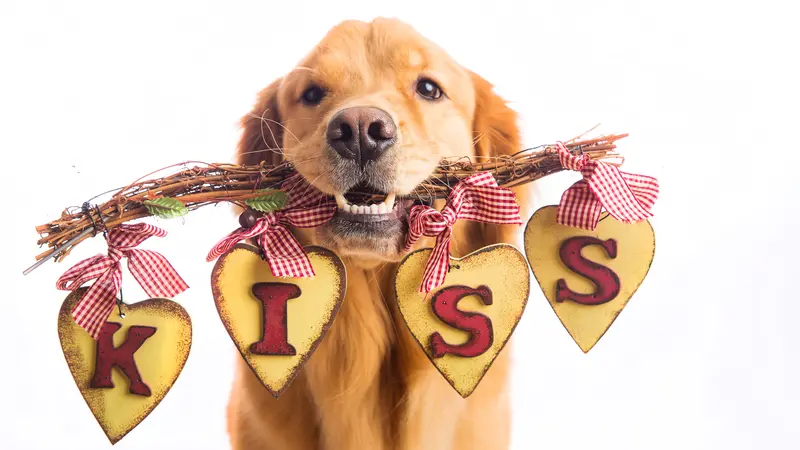 A beautiful Golden Retriever Dog holding a sign in his mouth that says KISS