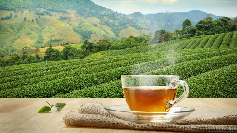 Cup of hot tea and leaf on the wooden table with the tea plantations background