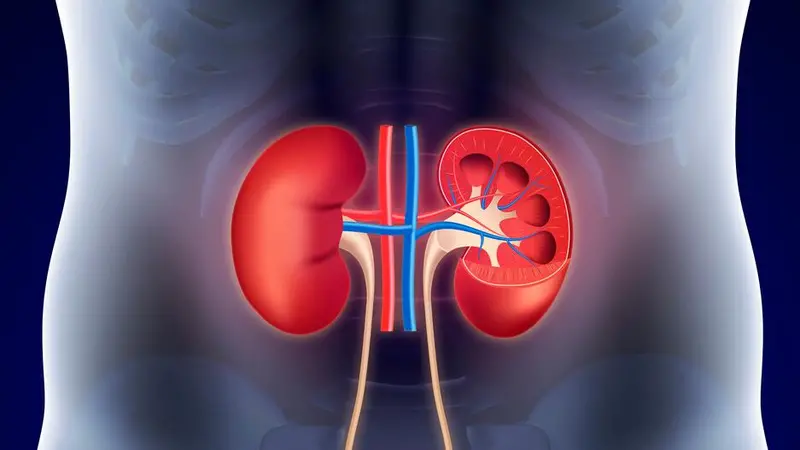 Human kidneys