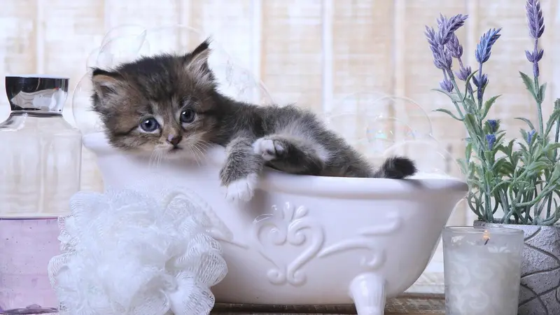 Kitten in a bath