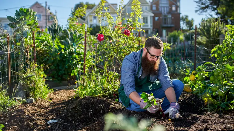 Bearded man harvesting beets in an urban communal garden