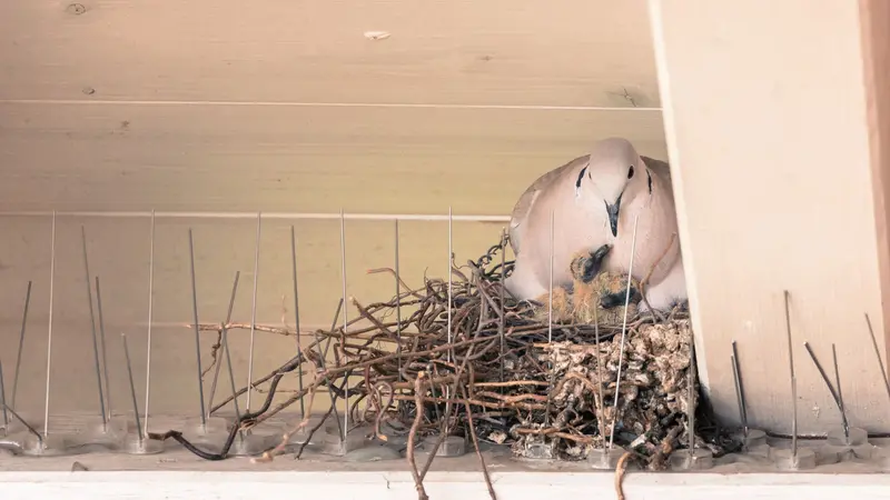 Young pigeon birds and mother are sitting in a bird nest