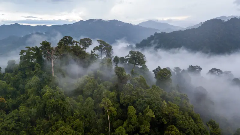 Aerial view of mist, cloud and fog hanging over a lush tropical rainforest after a storm