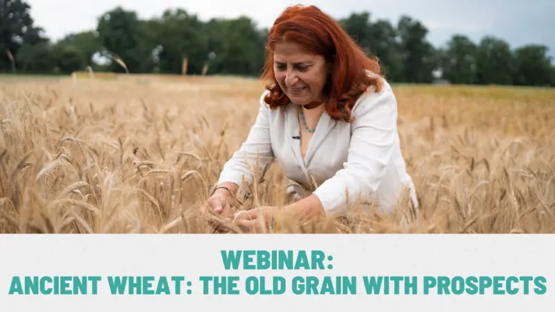 Webinar: Ancient Wheat: The Old Grain With Prospects