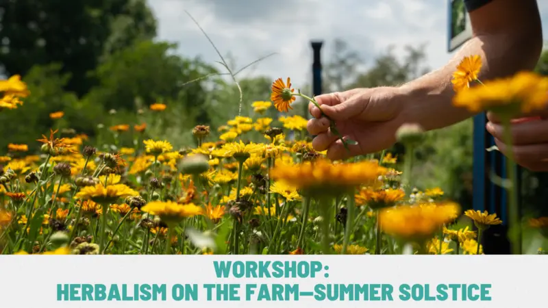 Workshop: Herbalism on The Farm-Summer Solstice