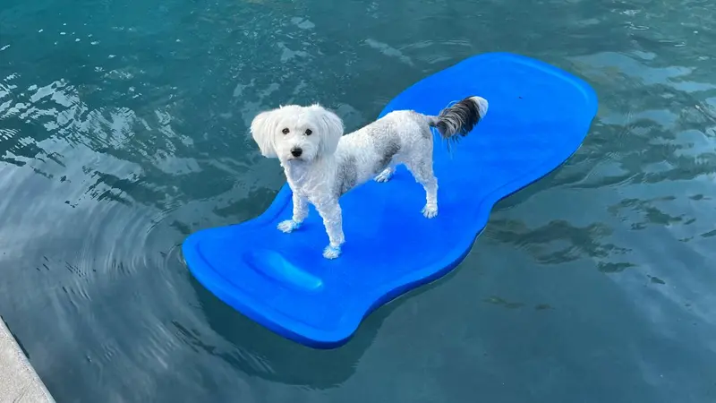 Dog on a raft in the water