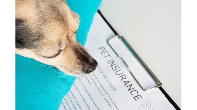 Dog looking over pet insurance document