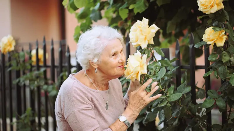 Elderly woman admiring the smell of yellow roses