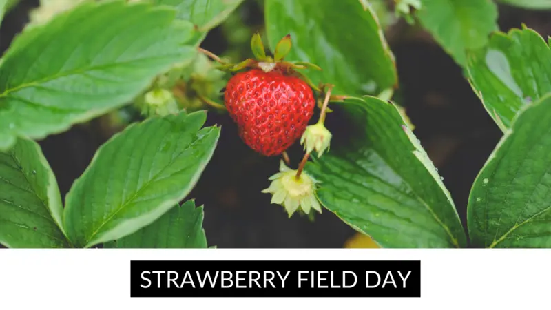 Strawberry Field Day