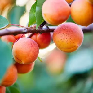 Apricots in plant