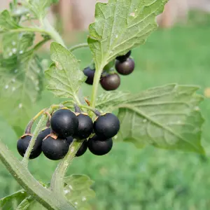 Black Nightshade plant