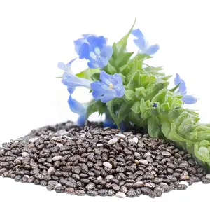 Chia seeds and plant