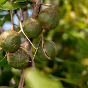 Macadamia Nut in Macadamia tree