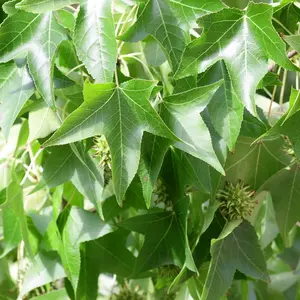 Liquidambar styraciflua plant