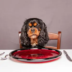 A dog makes a funny, angry face like she's starving and demanding food, while sitting at a nice table.