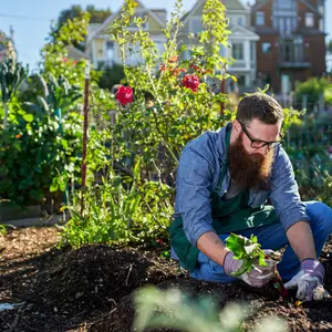 Bearded man harvesting beets in an urban communal garden