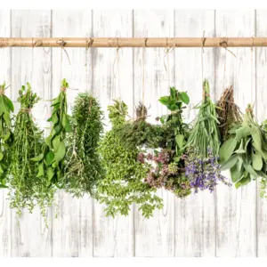 Drying herbs