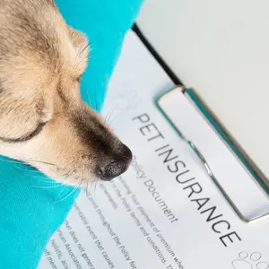 Dog looking over pet insurance document