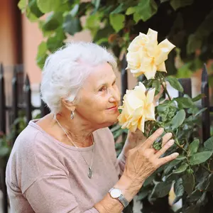 Elderly woman admiring the smell of yellow roses