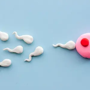 Sperms and woman ovum zygote