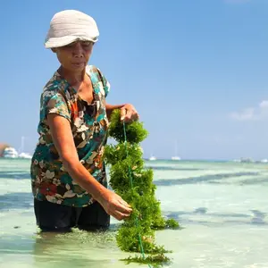 Woman harvesting seaweed Woman harvesting seaweed