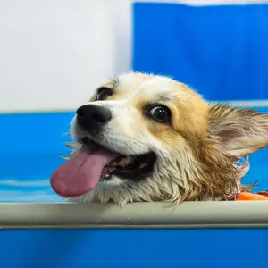 Corgi dog in life jacket swim in the swimming pool.  Corgi dog in life jacket swim in the swimming pool.