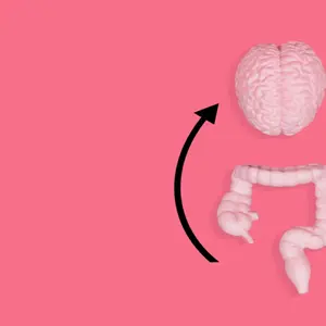 Body-toned brain and intestine models arranged on a pink backdrop with black circular arrows. Body-toned brain and intestine models arranged on a pink backdrop with black circular arrows.